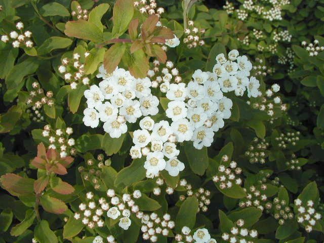 Спирея ниппонская Халвардс Сильвер С2 1шт /Spiraea nipponica Halvard's Silver