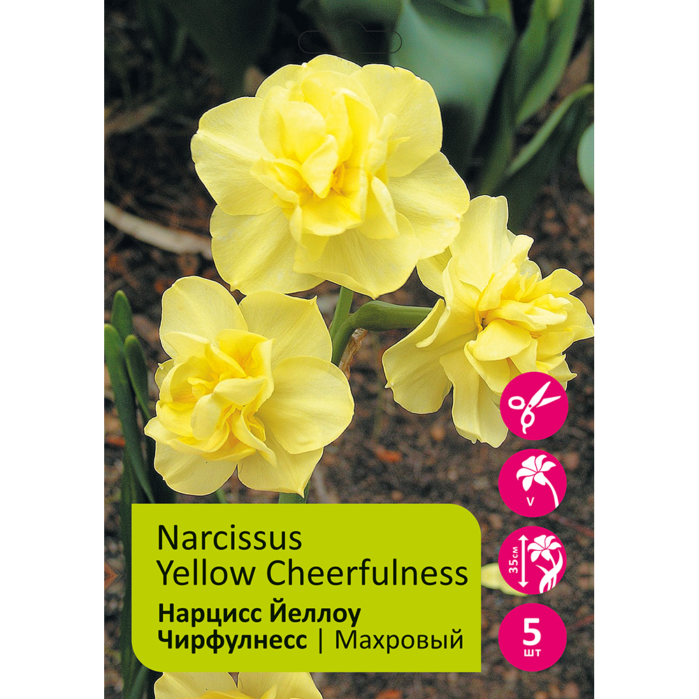 Нарциссы Йеллоу Чирфулнесс махровый 5шт 14/16 / Narcissus Yellow Cheerfulness