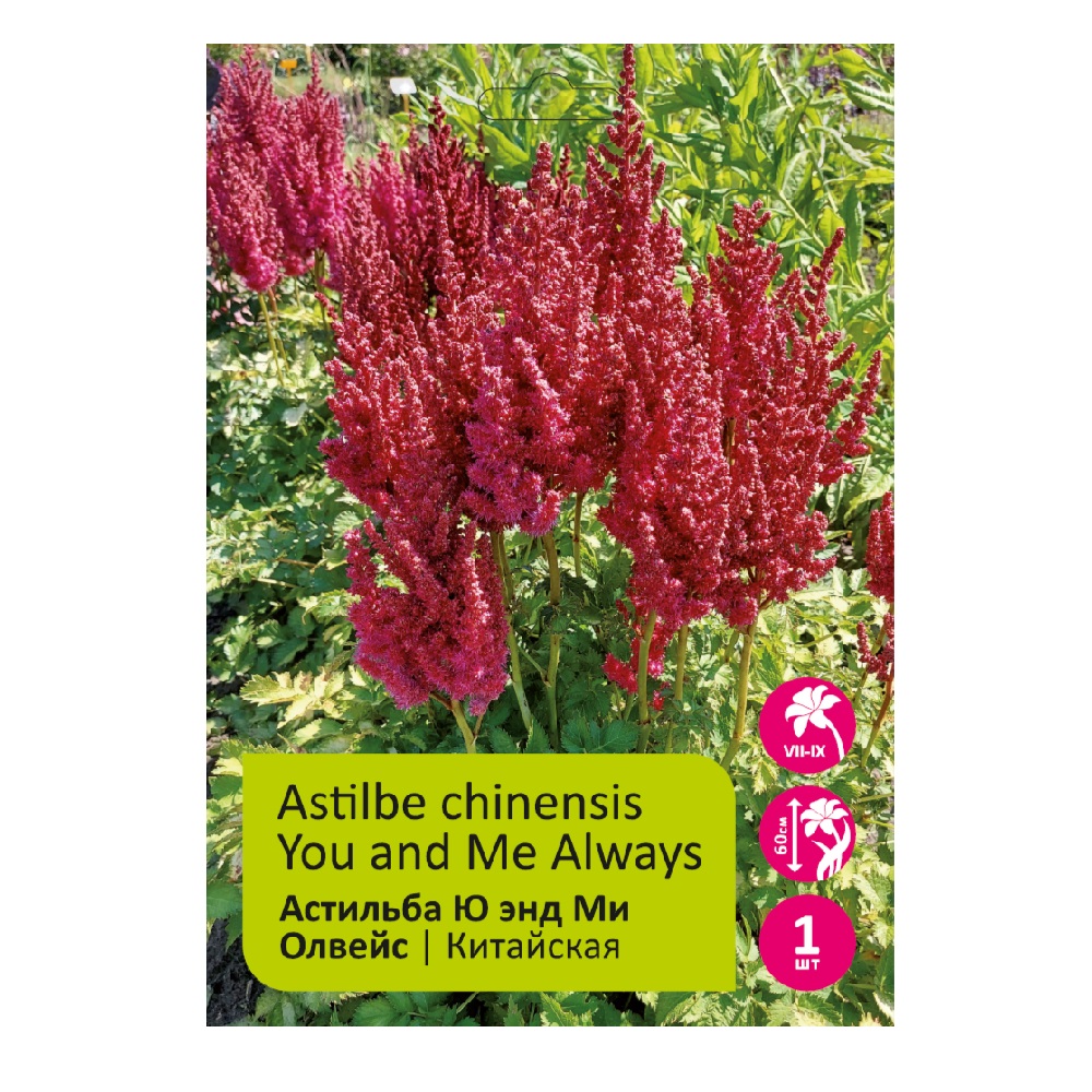 Астильба Ю энд Ми Олвейс китайская 1шт /Astilbe You and Ме Always