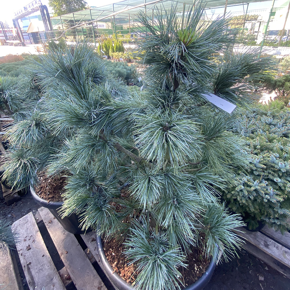 Сосна кедровая Глаука С65 (высота 80-100см) 1шт/Pinus cembra 'Glauca'