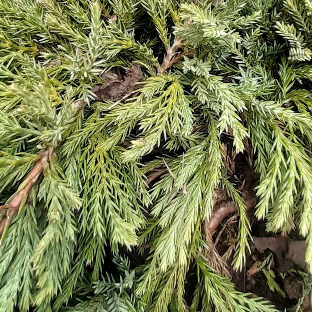 Можжевельник горизонтальный Блу Чип С5 1шт/Juniperus horizontalis Blue Chip