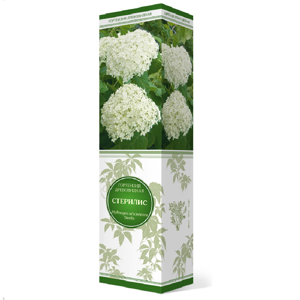 Гортензия древовидная Стерилис 1шт