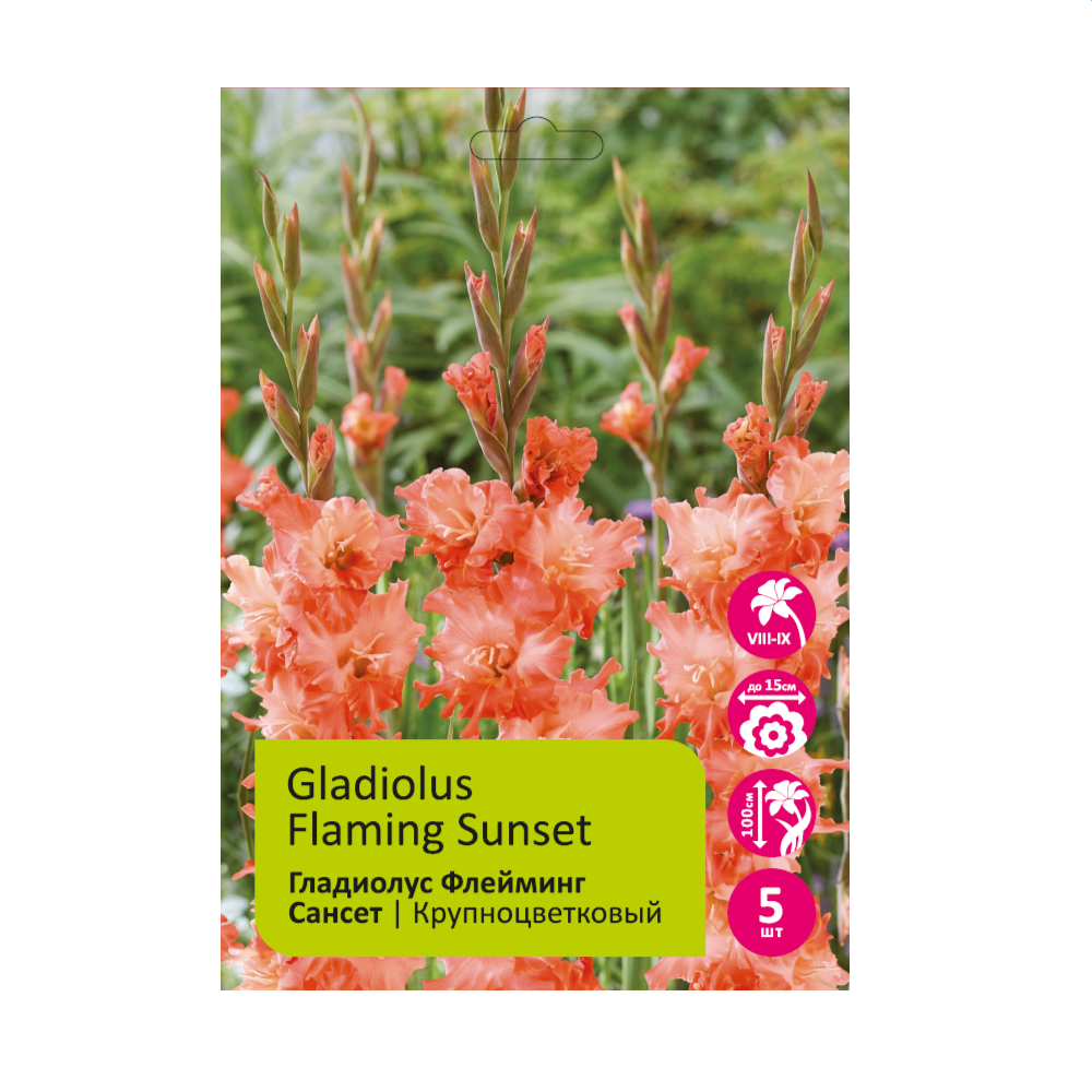 Гладиолус Флейминг Сансет 12/14 5шт /Gladiolus Flaming Sunset 