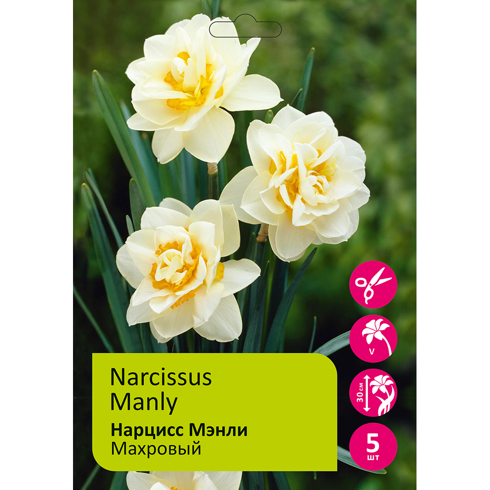 Нарциссы Мэнли махровый 5шт 12/14 / Narcissus Manly