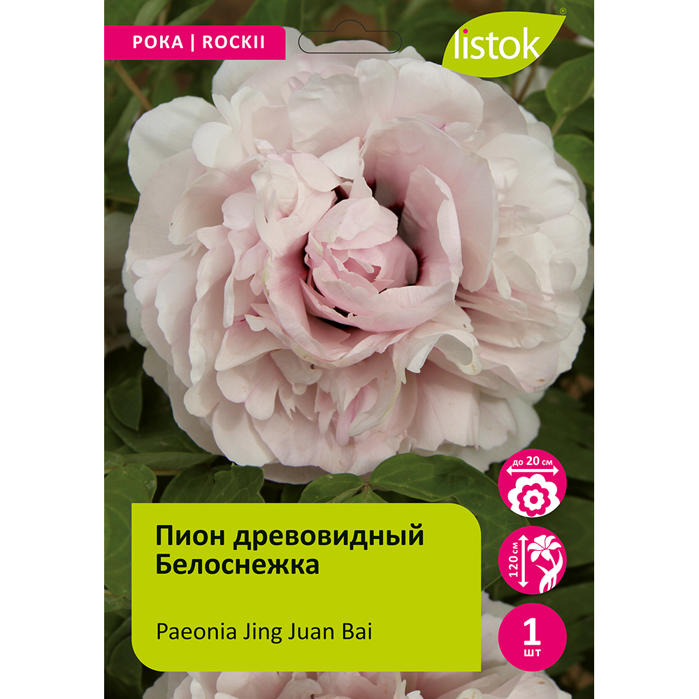 Пион древовидный Белоснежка 1шт/Paeonia Jing Juan Bai (Цзин Хуан Бай)