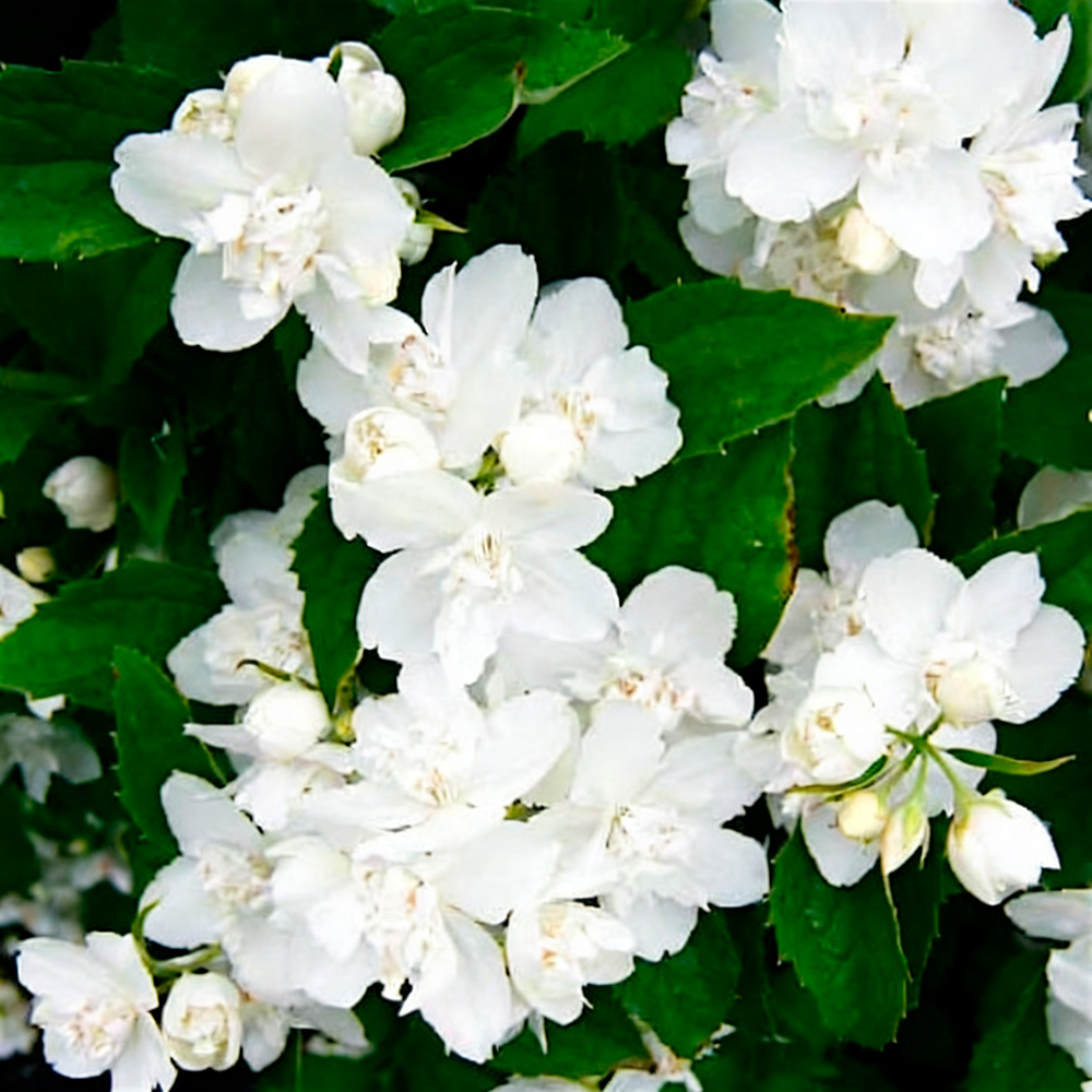 Чубушник Петит Парфюм Вайт С5 1шт/Philadelphus Petite Perfume White