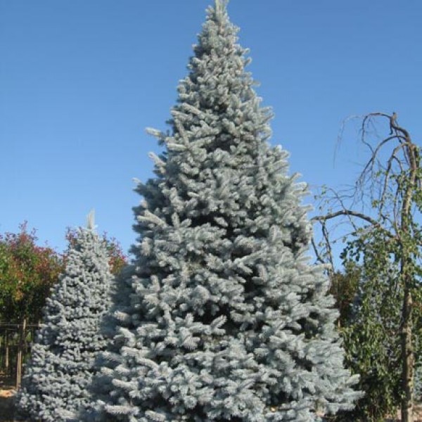 Ель колючая Хупси С3 (20-30) 1шт/Picea pungens Hoopsii
