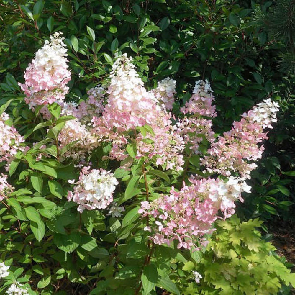 Гортензия метельчатая Конфетти С3 1шт/Hydrangea paniculata CONFETTI 