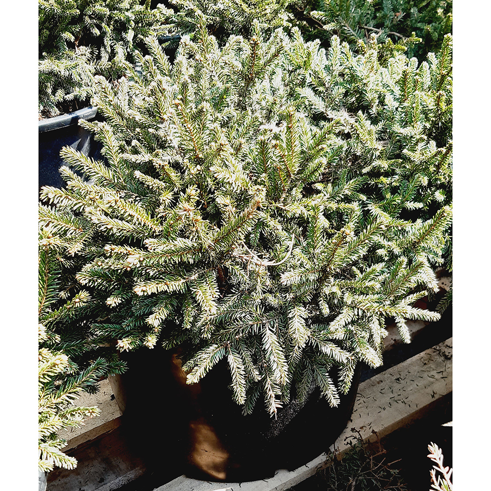 Ель обыкновенная Загвижде С30 (40-50см) 1шт/Picea abies Zagwiżdże