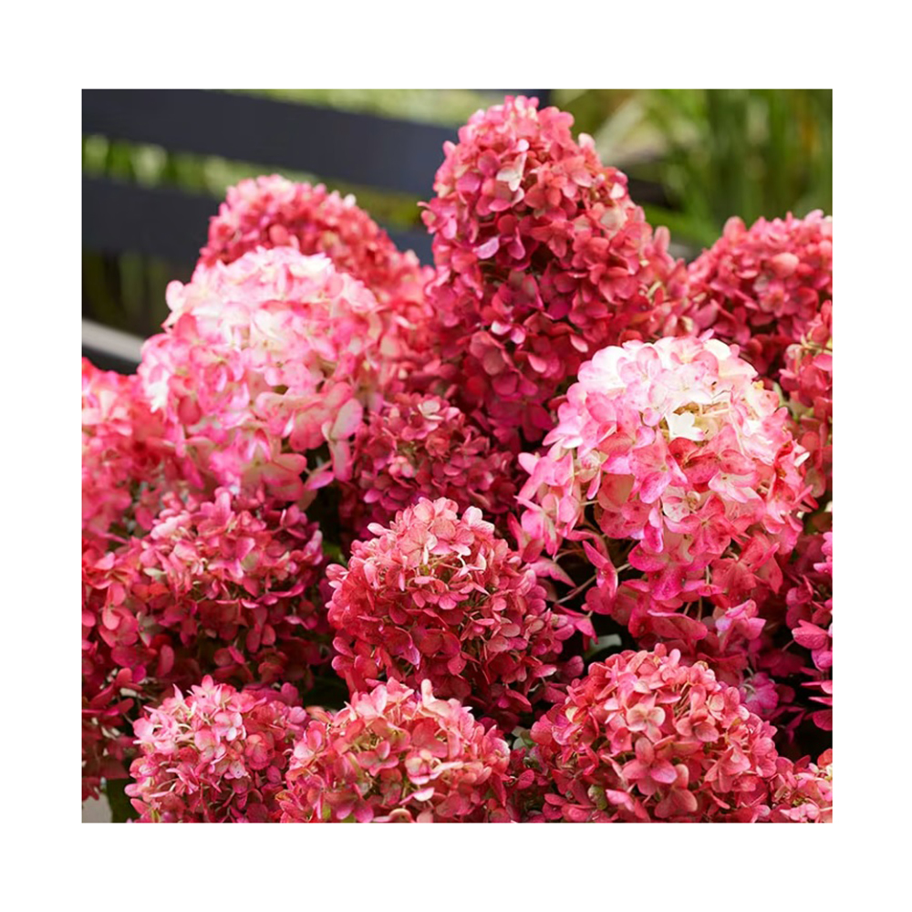 Гортензия метельчатая Квик Файр Фаб С5 1шт /Hydrangea paniculata QUICK FIRE FAB