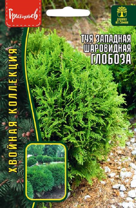 Туя Глобоза западная 10 шт /10