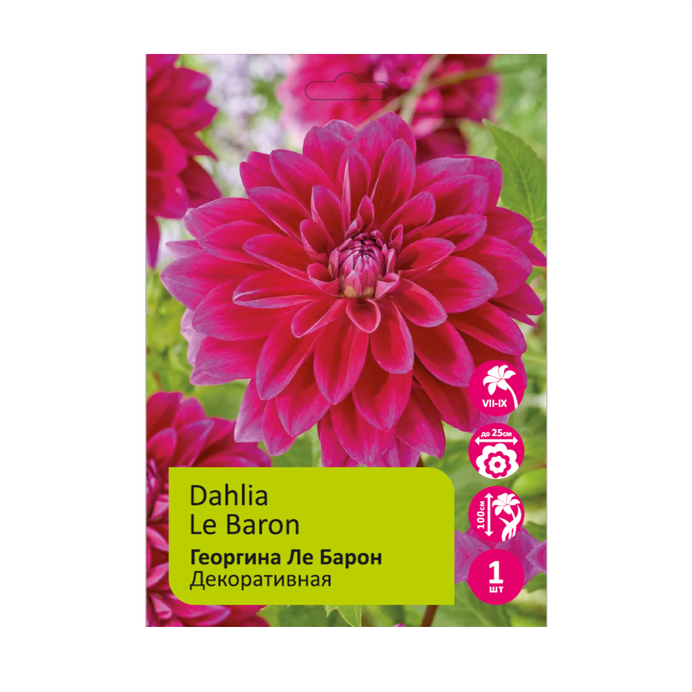 Георгина Ле Барон 1шт/Dahlia Le Baron 