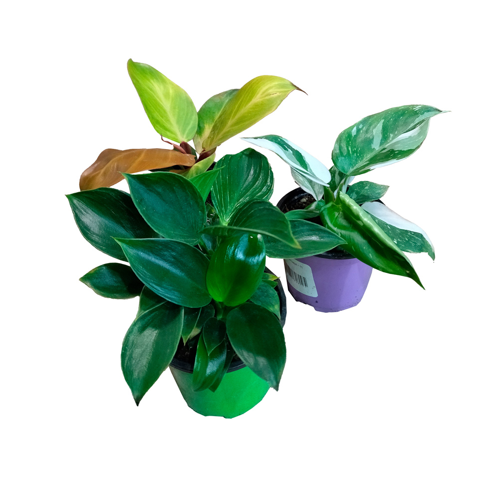 Филодендрон кустовой в горшке диаметром 11см, в ассортименте/ 1шт