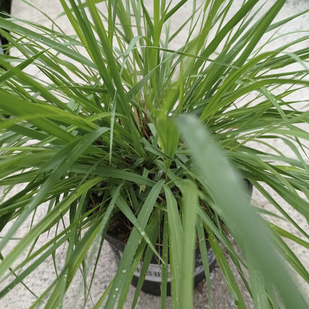 Молиния голубая Морхекс С5  1шт/Molinia caerulea Moorhexe