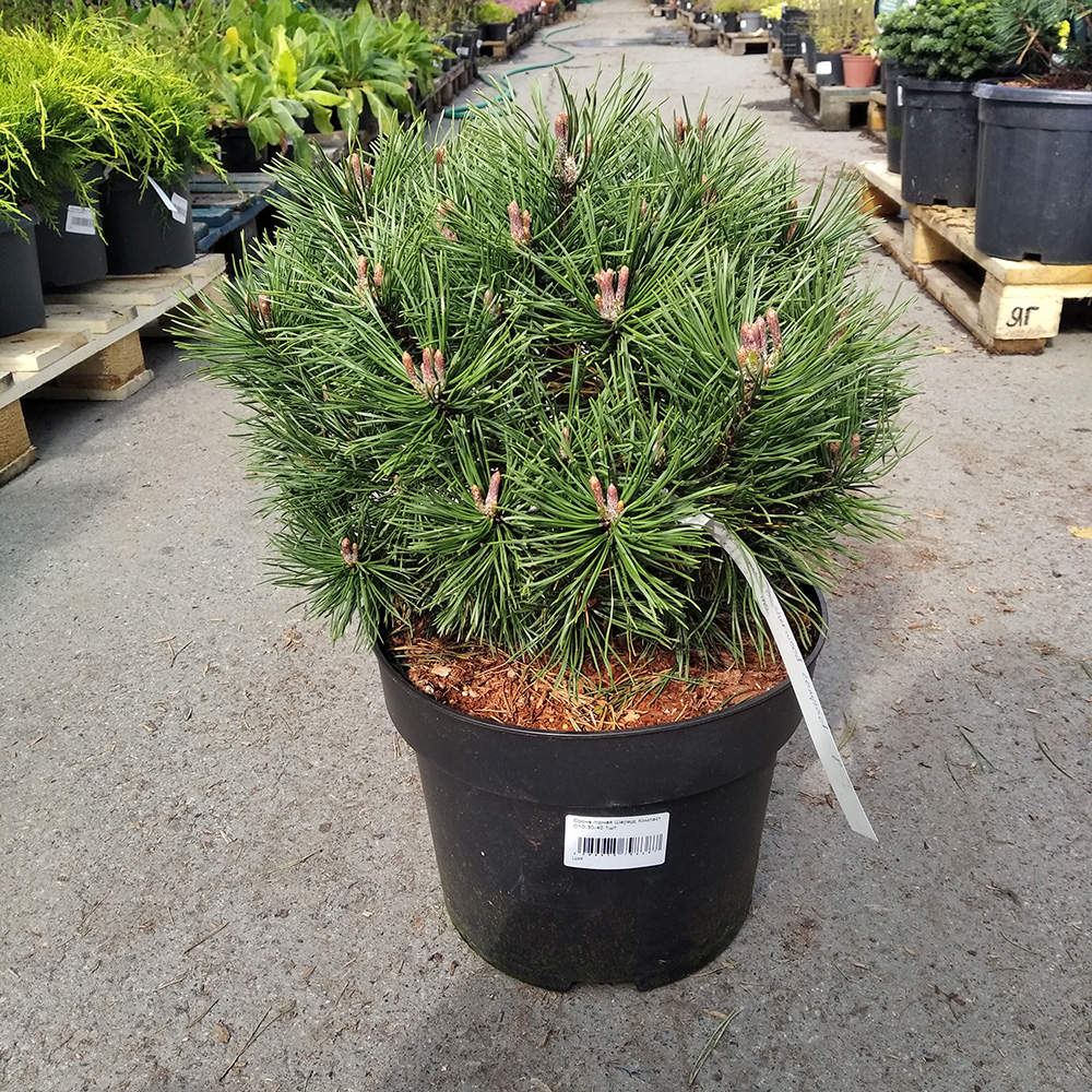 Сосна горная Шервуд Компакт С10 (высота 30-40см) 1шт/Pinus mugo Sherwood Compact