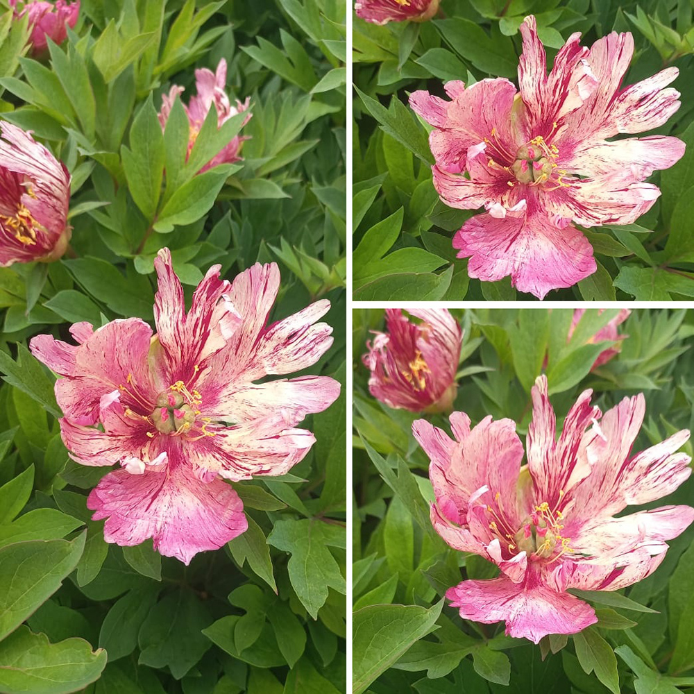 Пион Андерсонс Калейдоскоп ИТО-гибрид 1шт 3/5/Paeonia Itoh Andersons Kaleidoscop