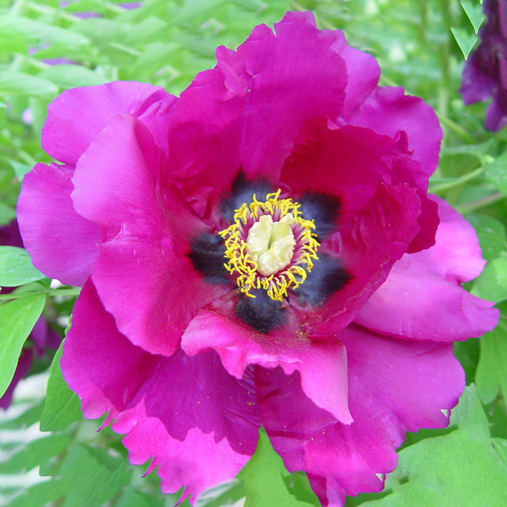 Пион древовидный Восходящее солнце 1шт/Paeonia Jing Yang Hong (Цзин Ян Хонг)