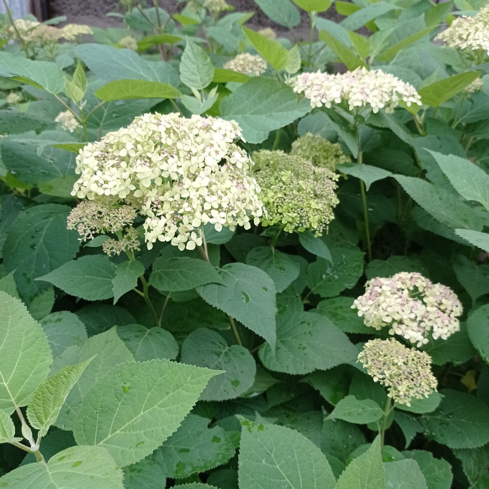 Гортензия древовидная Лайм Рики С5 H40-60 1шт/Hydrangea arborescens LIME RICKEY
