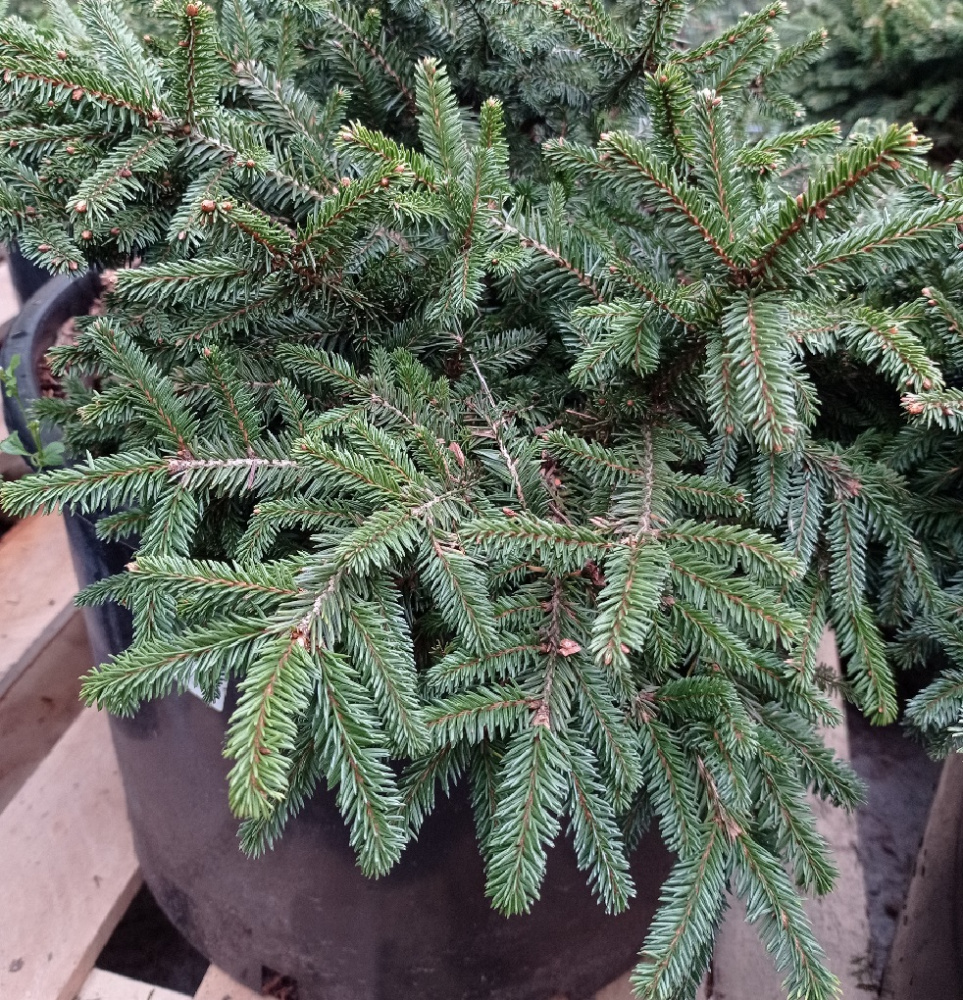 Ель обыкновенная Загвижде С30 (40-50см) 1шт/Picea abies Zagwiżdże