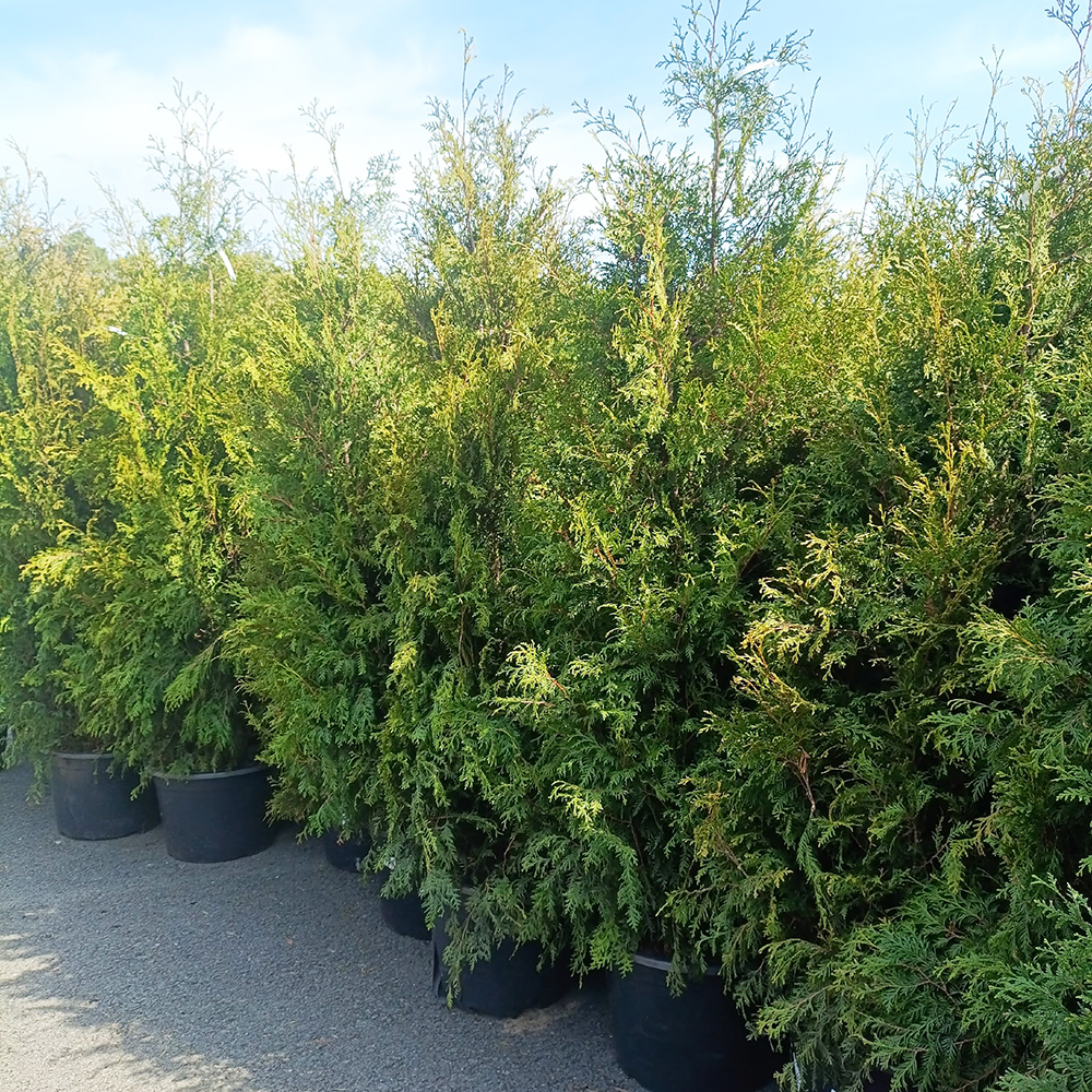 Туя западная Смарагд  С54 220-240 1шт /Thuja occidentalis Smaragd