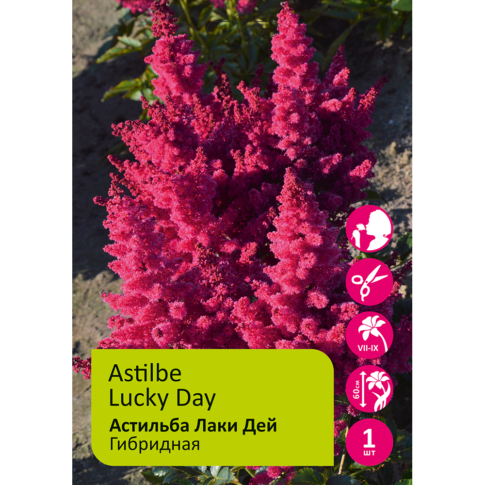 Астильба Лаки Дей 1шт 2/3 / Astilbe Lucky Day
