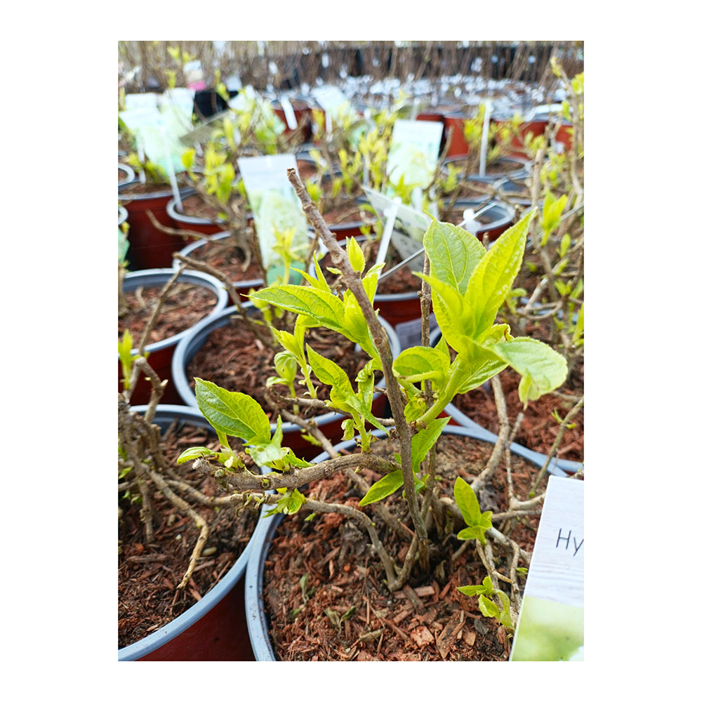 Гортензия метельчатая Литтл Спуки С3 1шт/Hydrangea paniculata LITTLE SPOOKY