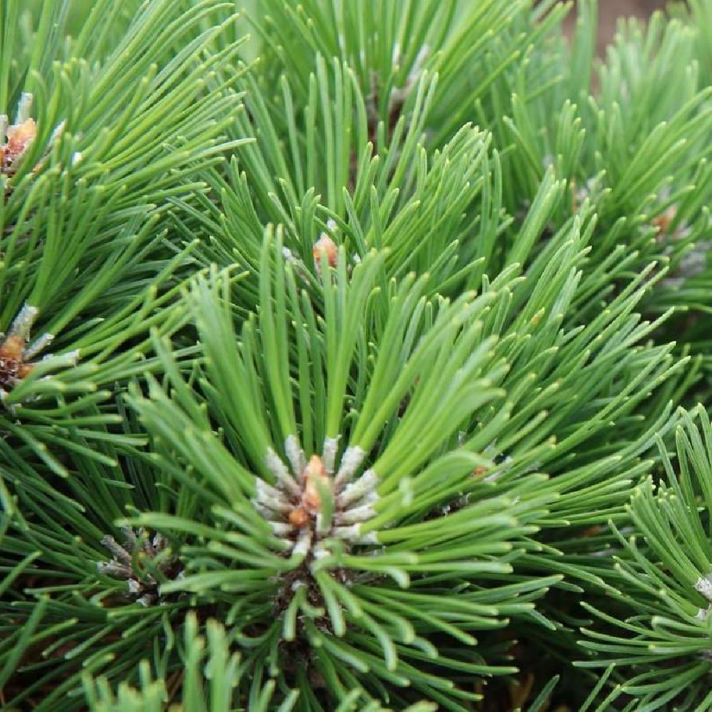 Сосна горная Хейдеперл С15 (высота 30-40см) 1шт/Pinus mugo Heideperle