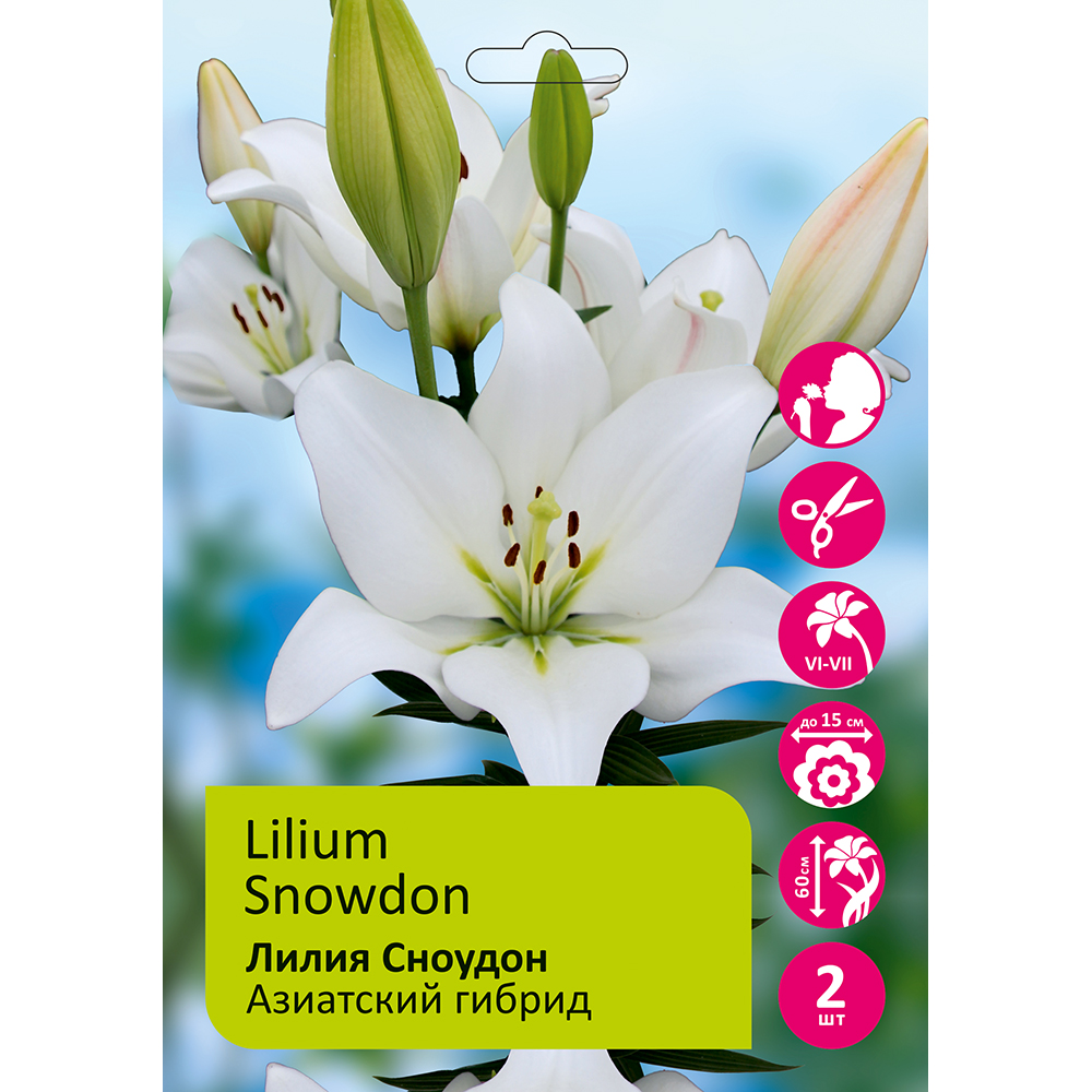 Лилия Сноудон азиатский гибрид 2шт 14/16/Lilium Snowdon
