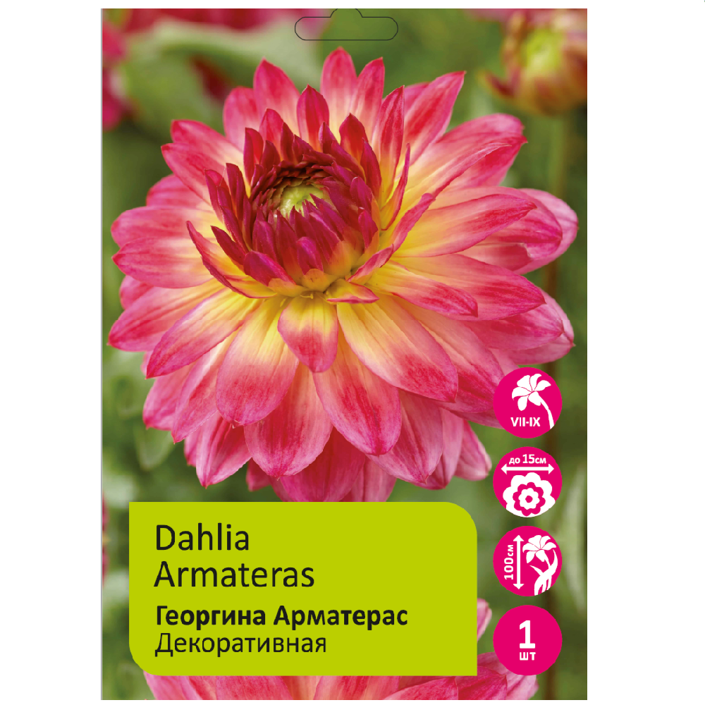 Георгина Арматерас 1шт /Dahlia Armateras