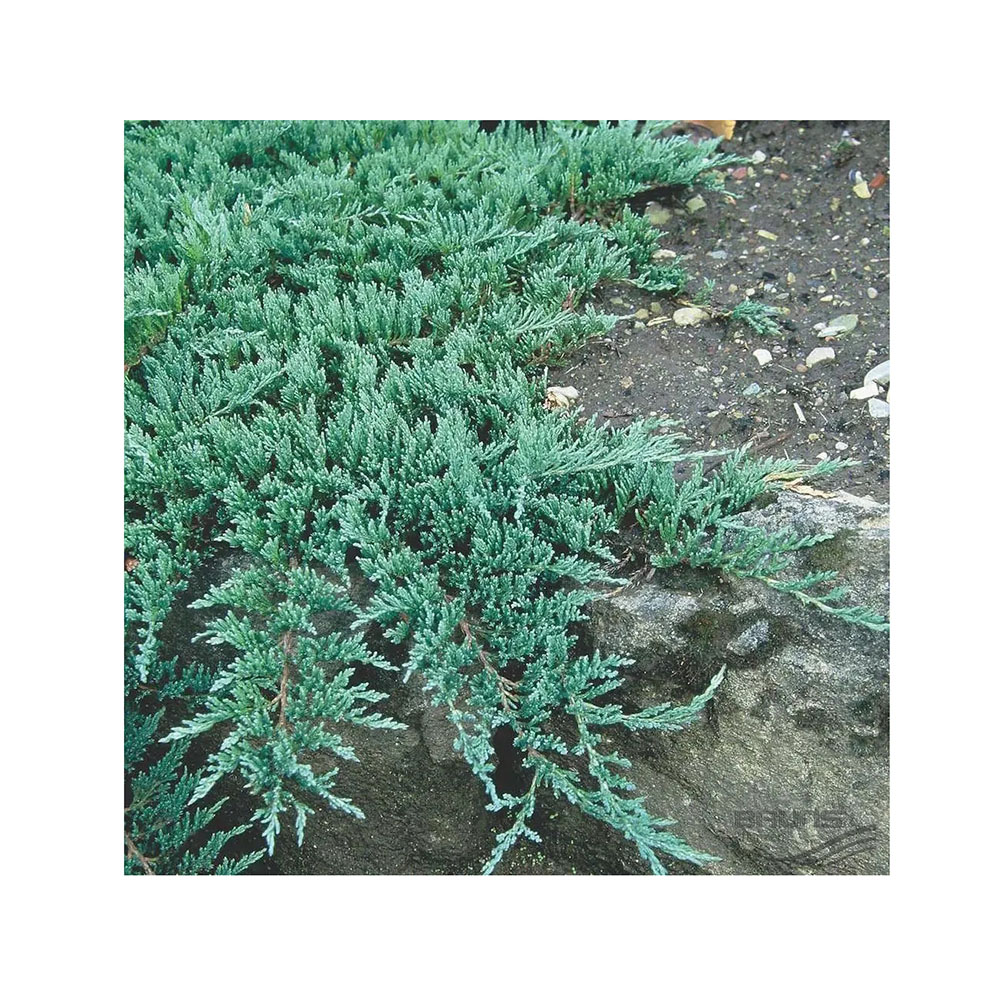 Можжевельник Пфитцериана Пфитцериана Глаука С3 (30-40) 1шт/Pfitzeriana Glauca