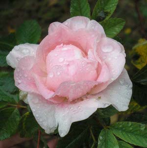 Роза Мартин Фробишер канадская парковая 1шт