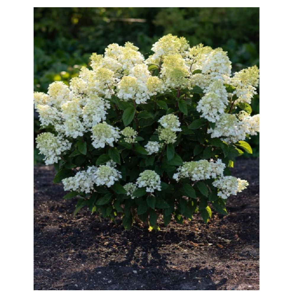 Гортензия метельчатая Литтл Блоссом 1шт