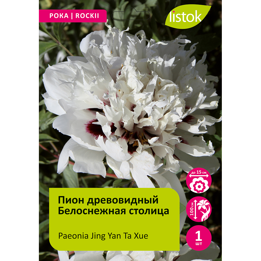 Пион древовидный Белоснежная столица 1шт /Paeonia Jing Yan Ta Xue (Цзин Янь Та Сюэ)