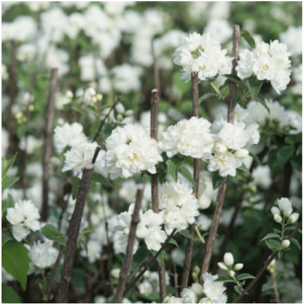 Жасмин/чубушник Шнеештурм 1шт.