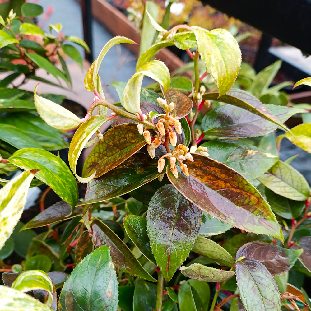 Леукотое фонтанезиана Рейнбоу 1шт С2 /Leucothoe fontanesiana Rainbow