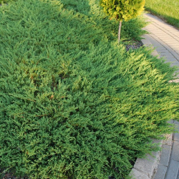 Можжевельник горизонтальный Андора Компакта Р9 1шт/Juniperus Andora Compacta