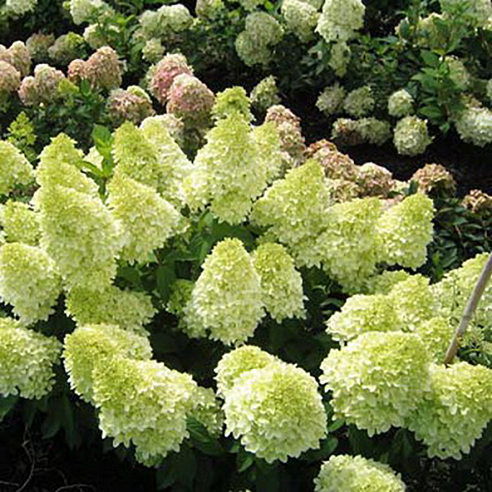 Гортензия метельчатая Мэджикал Кэндл 1шт.