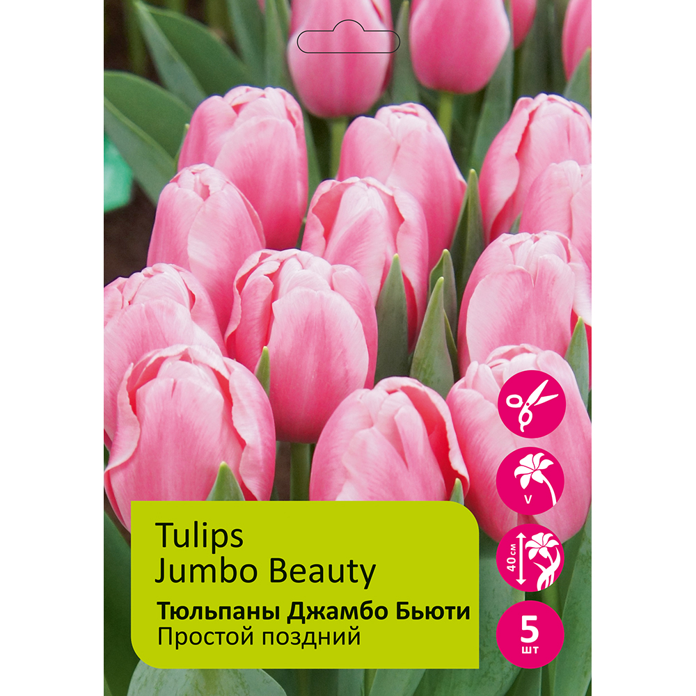 Тюльпаны Джамбо Бьюти 5шт Простой поздний 12/+/Tulip Jumbo Beauty