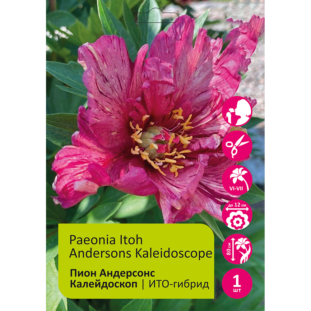 Пион Андерсонс Калейдоскоп ИТО-гибрид 1шт 3/5/Paeonia Itoh Andersons Kaleidoscop