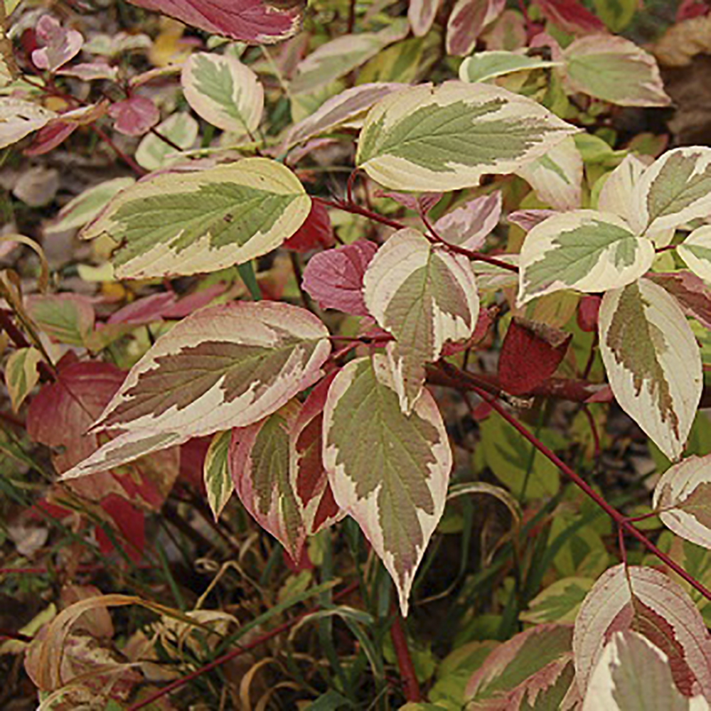 Дерен отпрысковый Хэджроу Голд С5 1шт/Cornus sericea Hedgerows Gold