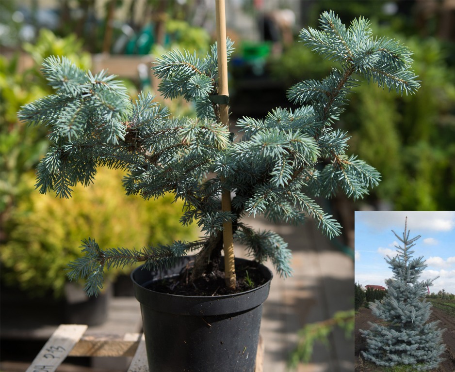 Ель колючая Эдит С3 (20-30) 1шт/Picea pungens Edith