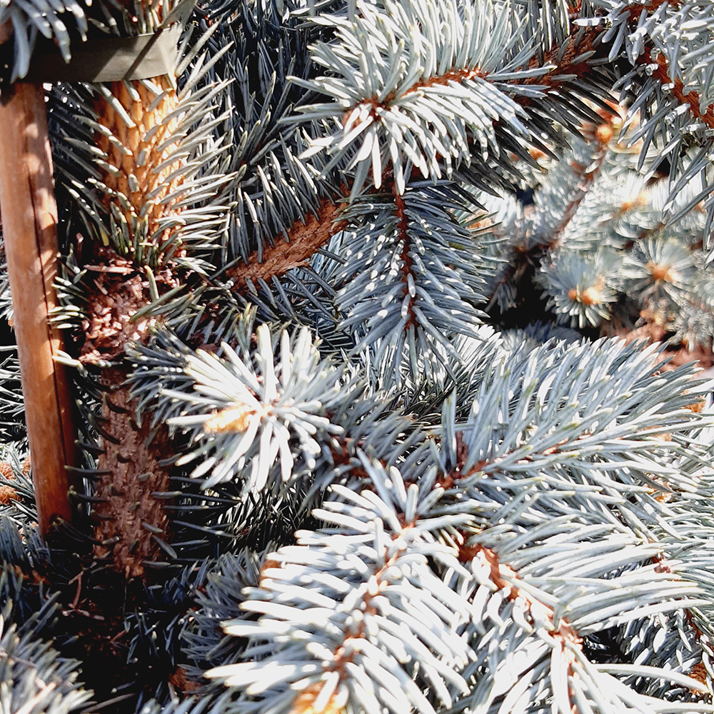 Ель колючая Олденбург С3 (20-30) 1шт/Picea pungens Oldenburg