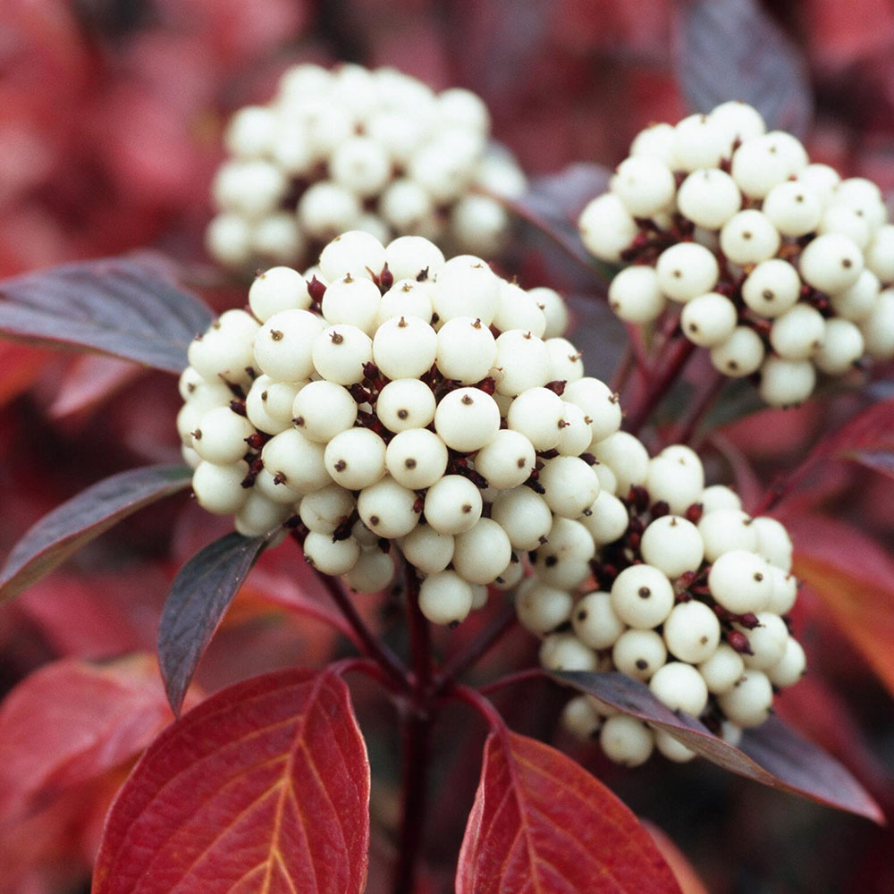 Дерен отпрысковый Фарба С7,5 1шт/Cornus sericea Farba