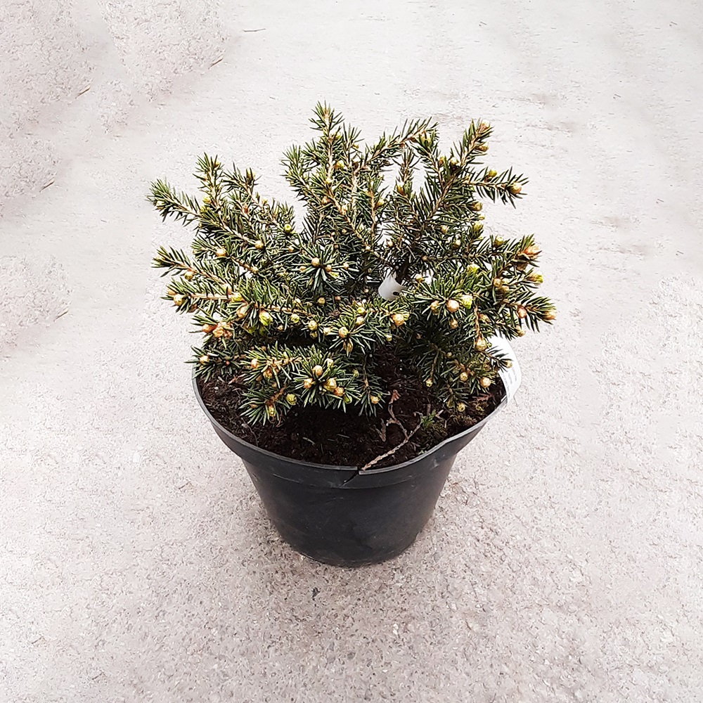 Ель обыкновенная Нидиформис С5 1шт/Picea abies Nidiformis