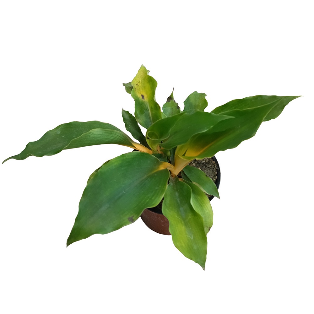 Хлорофитум в горшке диаметром 12см