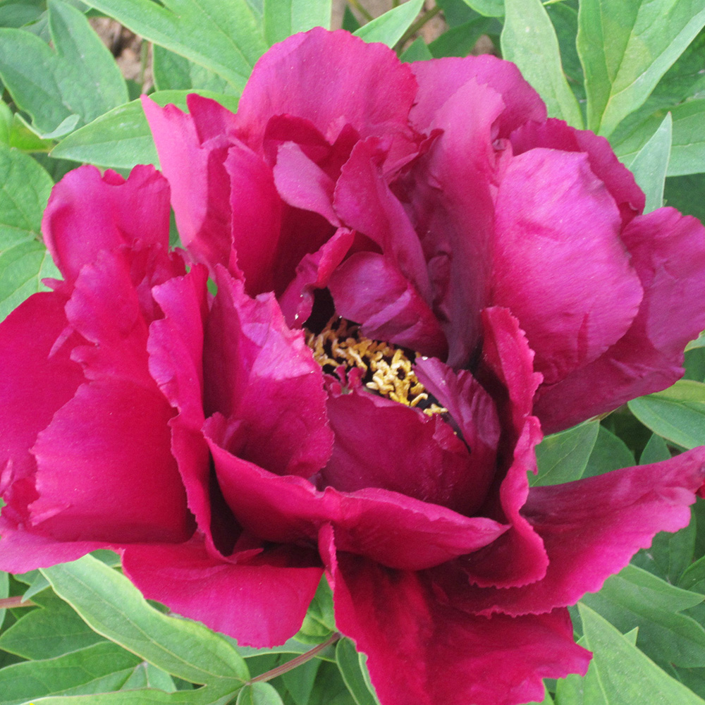 Пион древовидный Вечернее сияние 1шт/Paeonia Jing Yun Xi Hui (Цзин Юнь Си Хуэй)