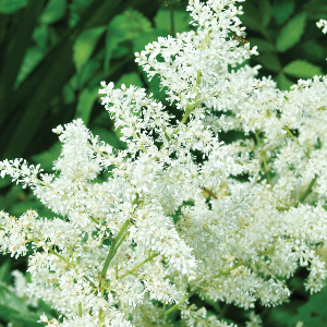 Астильба Вайт 1шт 2/3/Astilbe Arendsii White(арендса)
