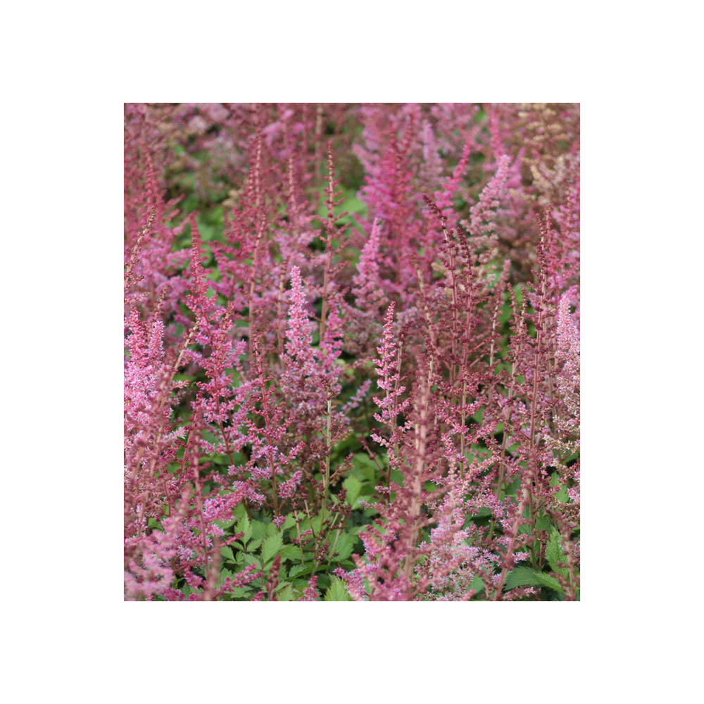 Астильба китайская Вероника Клоз Р9 1шт/Astilbe chinensis Veronica Klose