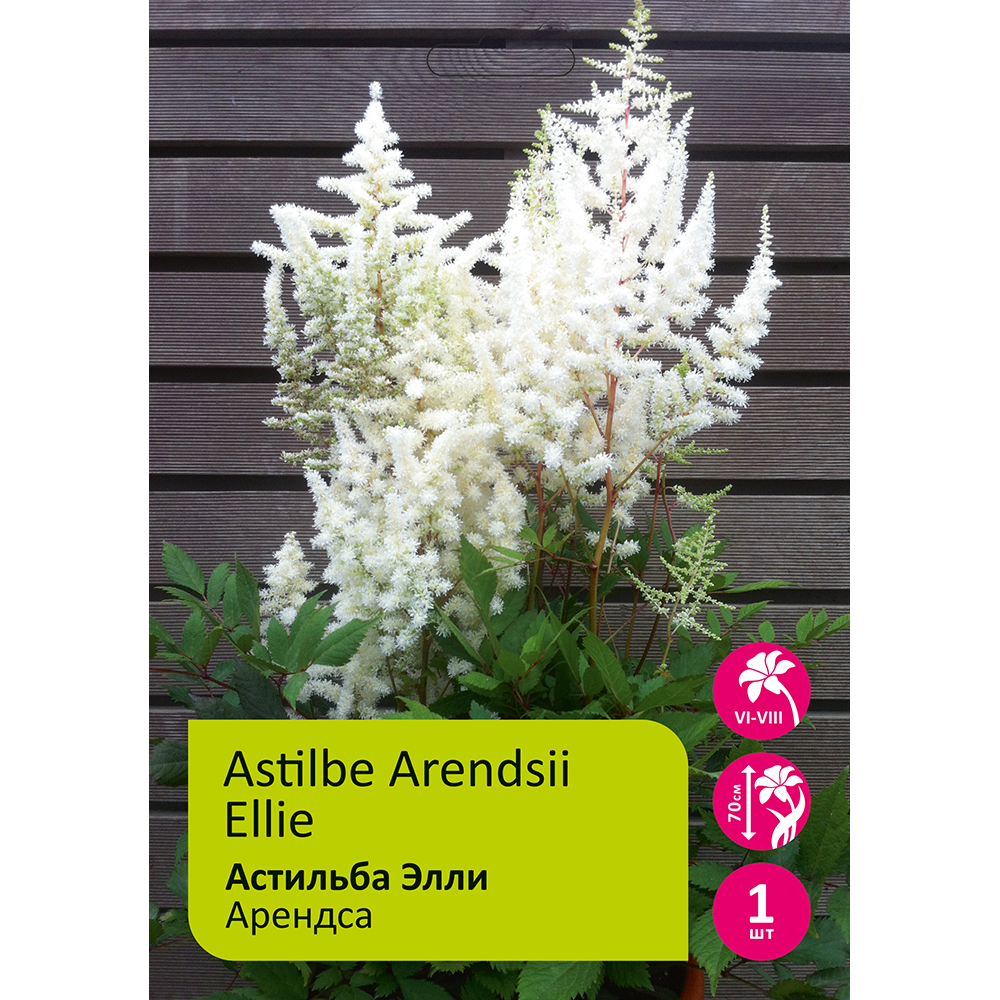 Астильба Элли 1шт 2/3 /Astilbe Ellie