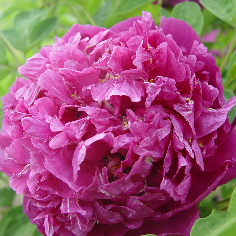 Пион древовидный Дворец пурпурной зари 1шт/Paeonia Zi Lou Shan Jin (Цзы Лу Шань Цзинь)